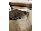 Adopt Queenie a Domestic Short Hair