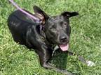 Adopt DAKOTA a Labrador Retriever, Mixed Breed