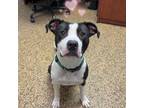 Adopt Jingle Bell (Bella) a Pit Bull Terrier