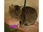 Adopt M-Mimi a Domestic Short Hair