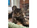 Adopt Winter - Maine Coon Mix a Maine Coon