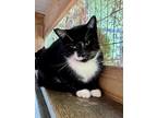 Adopt Brittney - BARN CAT a Domestic Short Hair