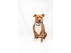 Adopt Nutmeg a Terrier, Mixed Breed