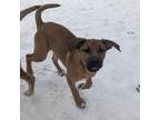 Adopt Sandra a Rhodesian Ridgeback