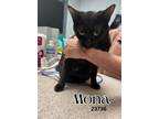 Adopt Mona a Domestic Short Hair