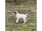 Parson Russell Terrier Puppy for sale in Boaz, AL, USA