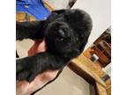 Newfoundland Puppy for sale in Shaftsbury, VT, USA