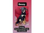 Adopt Bessy a German Shepherd Dog, Black and Tan Coonhound