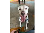 Adopt Waffles a Pit Bull Terrier