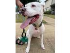 Adopt Waffles a Pit Bull Terrier