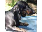 Dachshund Puppy for sale in Mabank, TX, USA