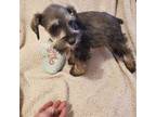 Schnauzer (Miniature) Puppy for sale in Clovis, NM, USA