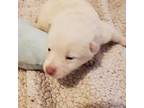 Schipperke Puppy for sale in Clovis, NM, USA