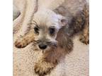 Schnauzer (Miniature) Puppy for sale in Clovis, NM, USA