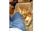 Adopt ODDLY a Australian Cattle Dog / Blue Heeler