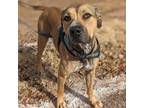 Adopt Rouxsia a Pit Bull Terrier, Great Dane