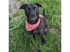 Adopt Leena a Black Labrador Retriever, Mixed Breed