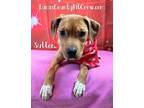 Adopt Sutton a Pit Bull Terrier, Hound