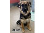 Adopt Hershey a German Shepherd Dog, Husky