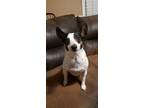 Adopt Hadley a Rat Terrier