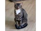 Adopt Abby a Domestic Short Hair, Tabby