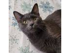 Adopt Amity a Domestic Short Hair