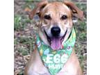 Adopt ROSIE a Labrador Retriever, Hound