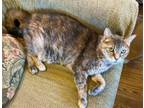 Adopt CASSANDRA - Offered by Owner a Tortoiseshell, Torbie
