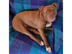 Adopt Yofi a Pit Bull Terrier