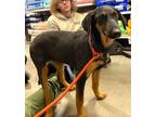 Adopt Eden a Coonhound, Labrador Retriever