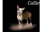 Adopt Callie a Pit Bull Terrier