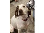 Adopt Mayo a German Shorthaired Pointer, Hound