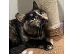 Adopt Lady Elizabeth a Domestic Short Hair