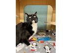 Adopt Erie a Domestic Short Hair