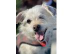 Adopt Marilyn Monroe a Terrier, Lhasa Apso