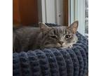 Adopt Aspen (quiet and relaxed companion) a Domestic Short Hair