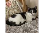 Adopt Jewels (happy cat looking for a happy family) a Domestic Short Hair