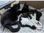 Adopt Gibby, Ace & Poppy a Domestic Short Hair