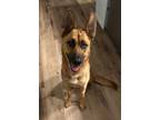 Adopt Daisy a German Shepherd Dog, Husky