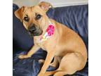 Adopt Coconut a German Shepherd Dog, Mixed Breed