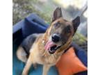 Adopt Suni a Shepherd, German Shepherd Dog