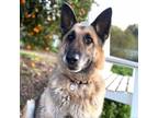 Adopt Kata a German Shepherd Dog