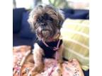 Adopt Shelby a Shih Tzu