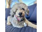 Adopt Feebee a Poodle