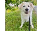 Adopt Zo a Great Pyrenees