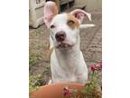 Adopt Phoebe a Pit Bull Terrier, Jack Russell Terrier