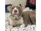 Adopt Norma a Pit Bull Terrier