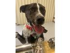 Adopt Jazzy a Border Collie, Mixed Breed