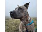 Adopt Drama a Pit Bull Terrier, Shepherd