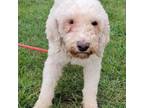 Adopt Aspen a Goldendoodle